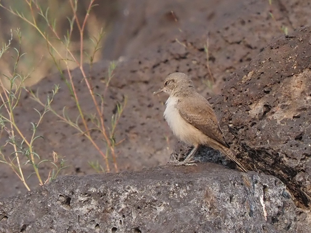 Rock Wren - ML354291801