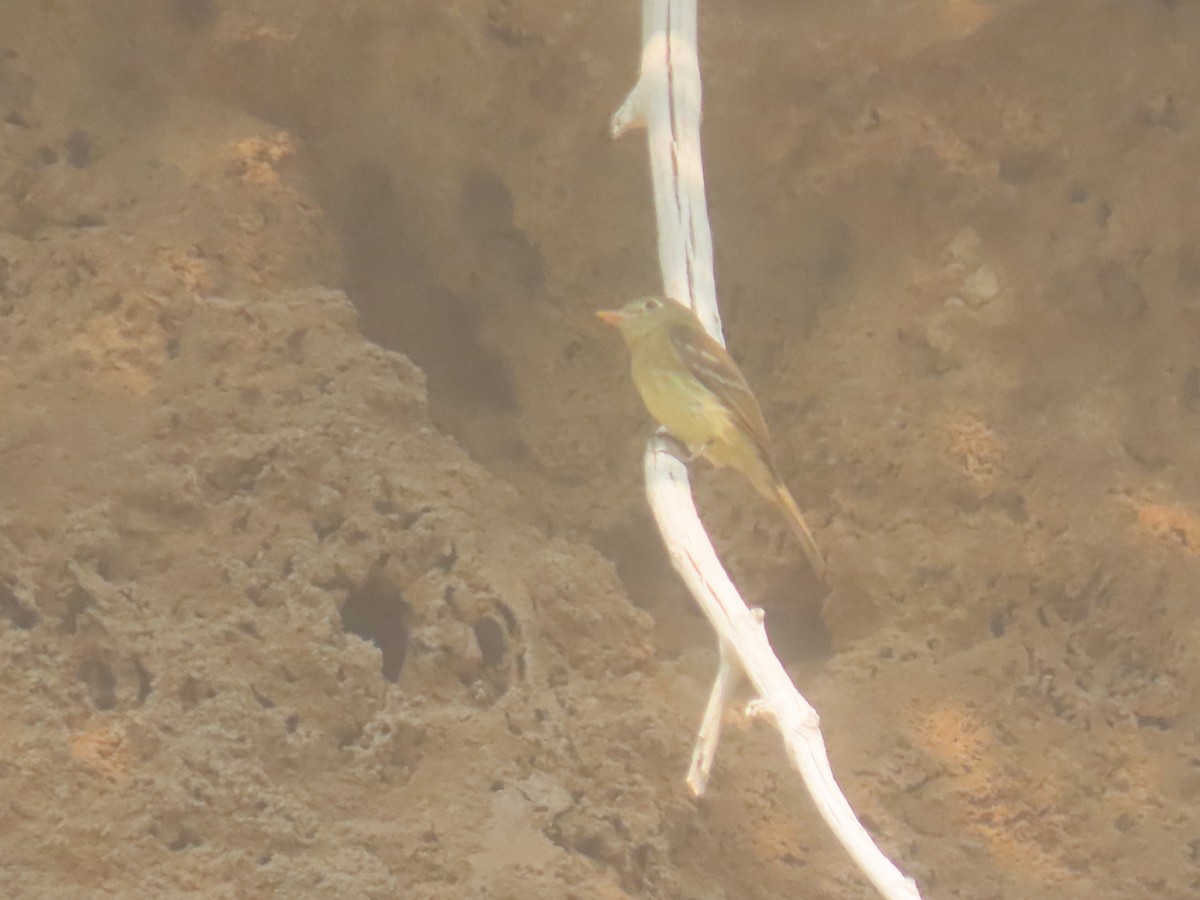 Western Flycatcher (Cordilleran) - Diane Roberts