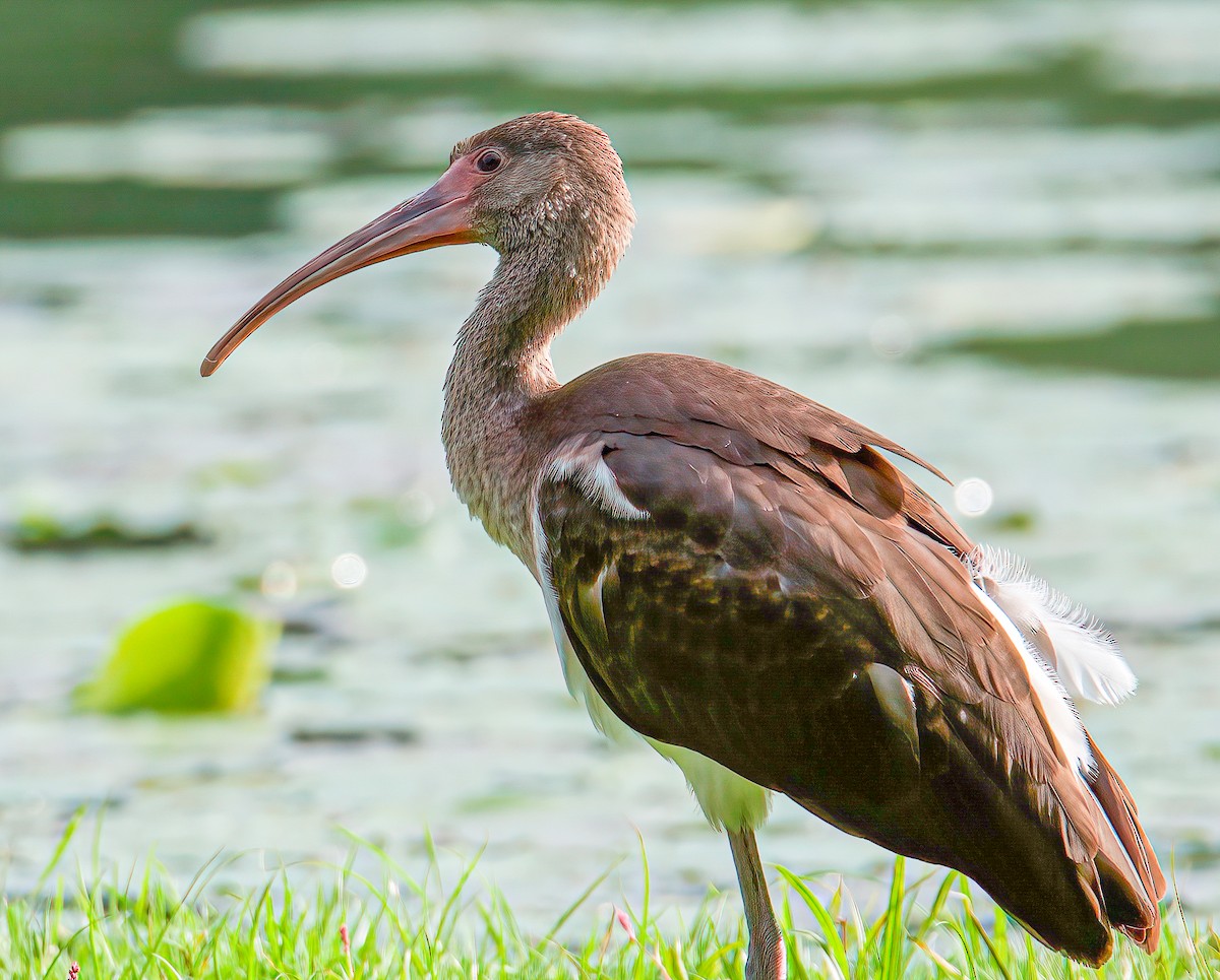 White Ibis - ML354292711