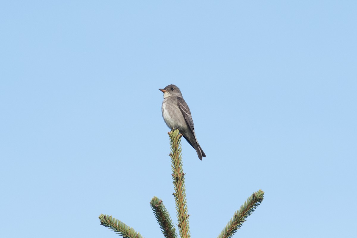 Western Wood-Pewee - ML354297261