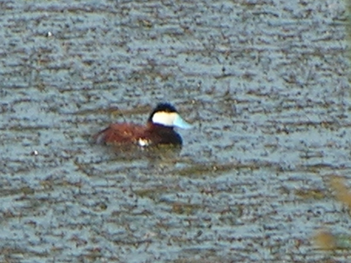 Ruddy Duck - ML354297471