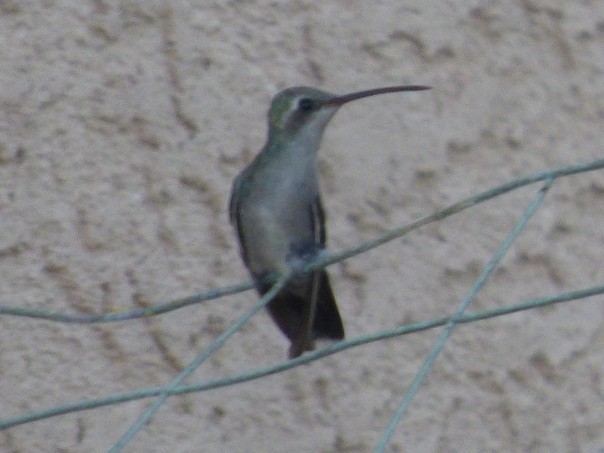 Broad-billed Hummingbird - ML35429931
