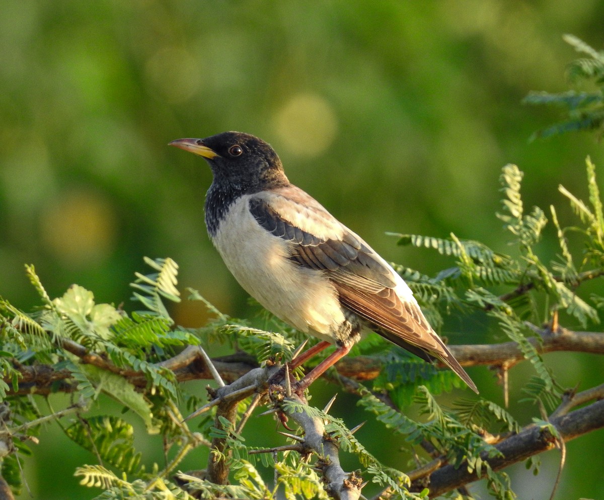 Rosy Starling - ML354300091