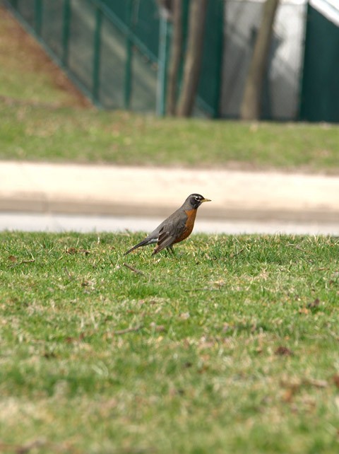 American Robin - ML354301341