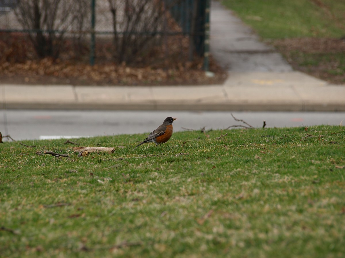 American Robin - ML354301391