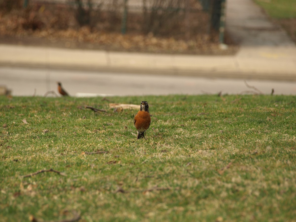 American Robin - ML354301401