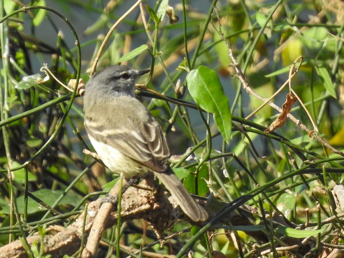 Straneck's Tyrannulet - ML354302991