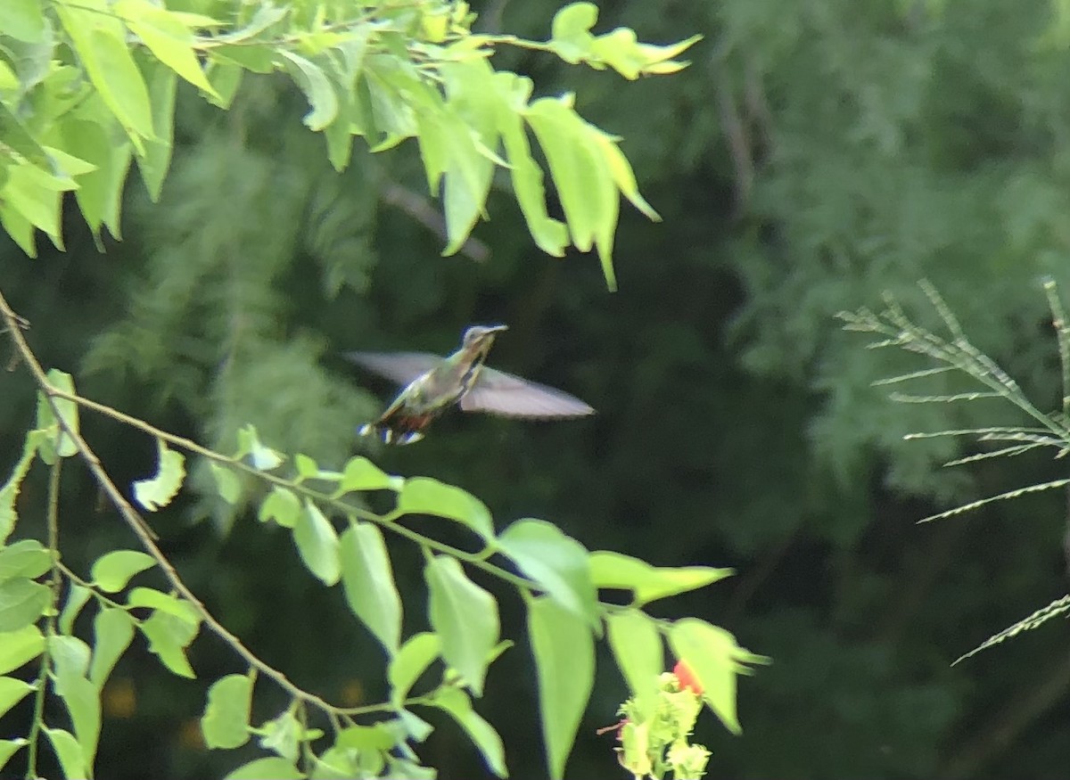Green-breasted Mango - ML354303681