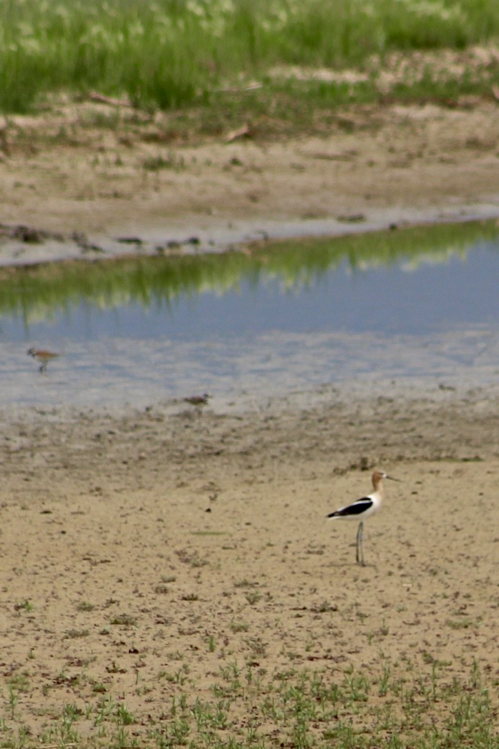 Avocette d'Amérique - ML354306811