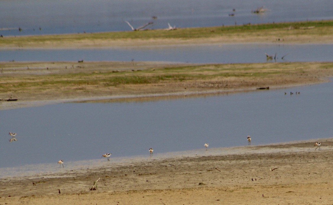 American Avocet - ML354306821