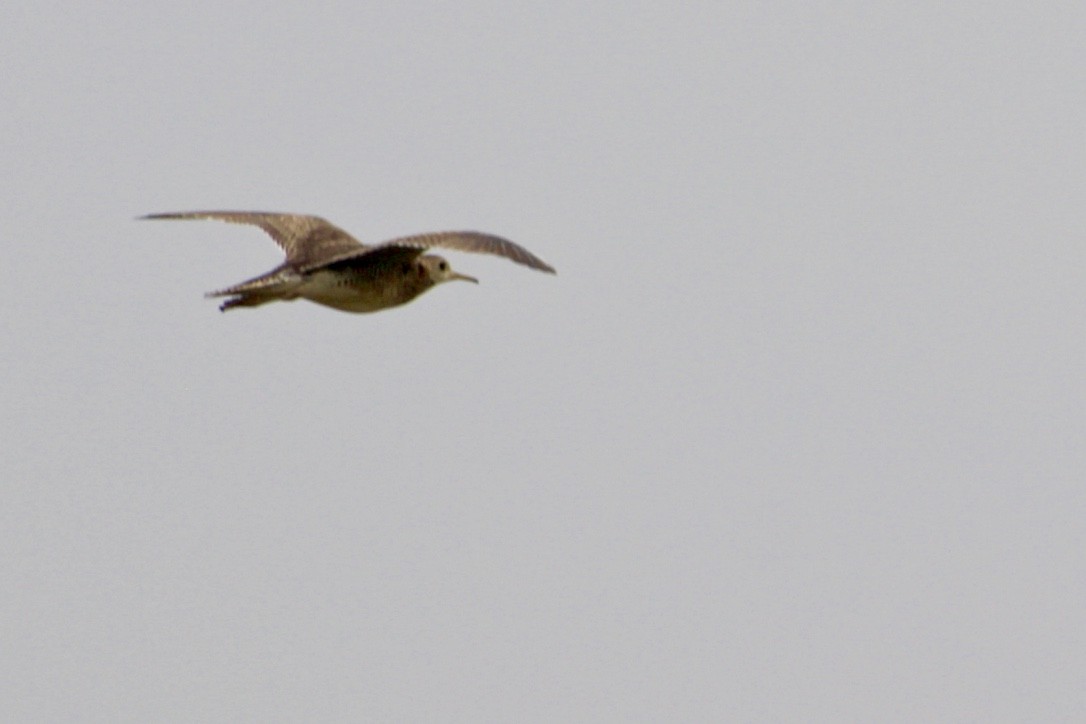 Upland Sandpiper - ML354306861