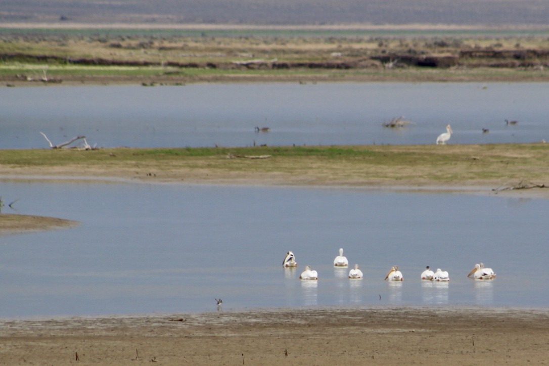 American White Pelican - ML354306881