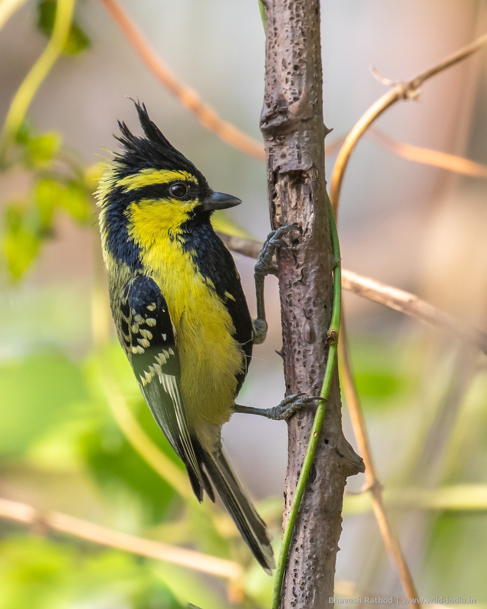 Himalayan Black-lored Tit - ML354307021