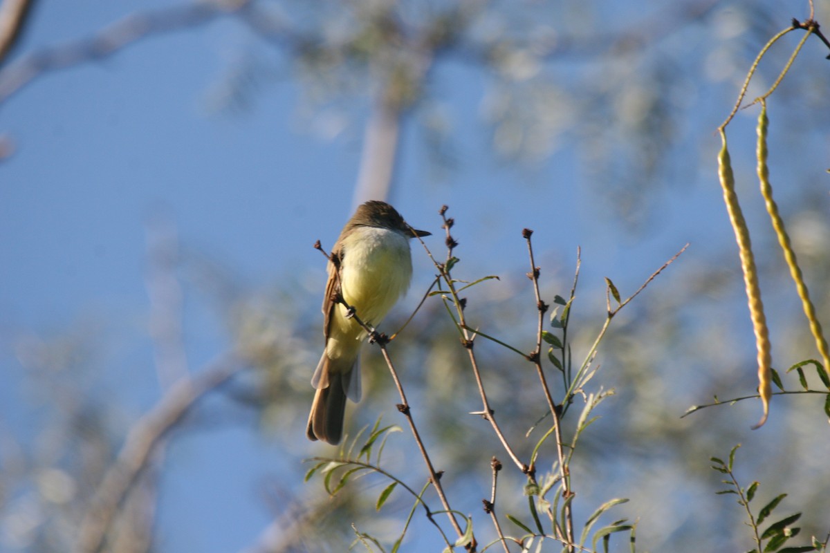 Dusky-capped Flycatcher - ML354307151