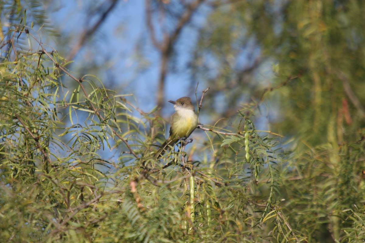 Dusky-capped Flycatcher - Jerald Zimmerman