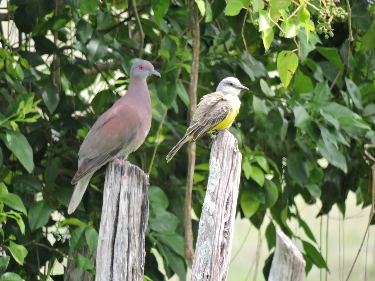 Pale-vented Pigeon - ML354308941