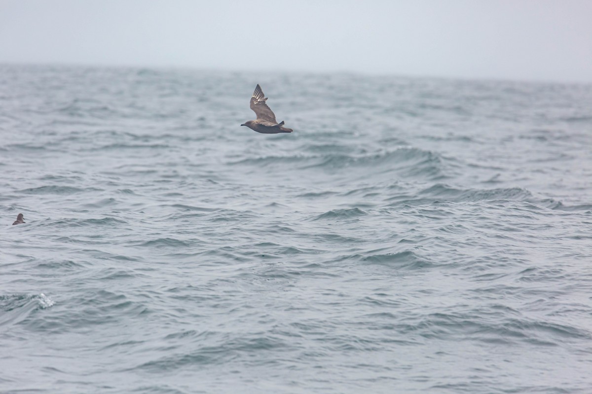 South Polar Skua - ML354309841