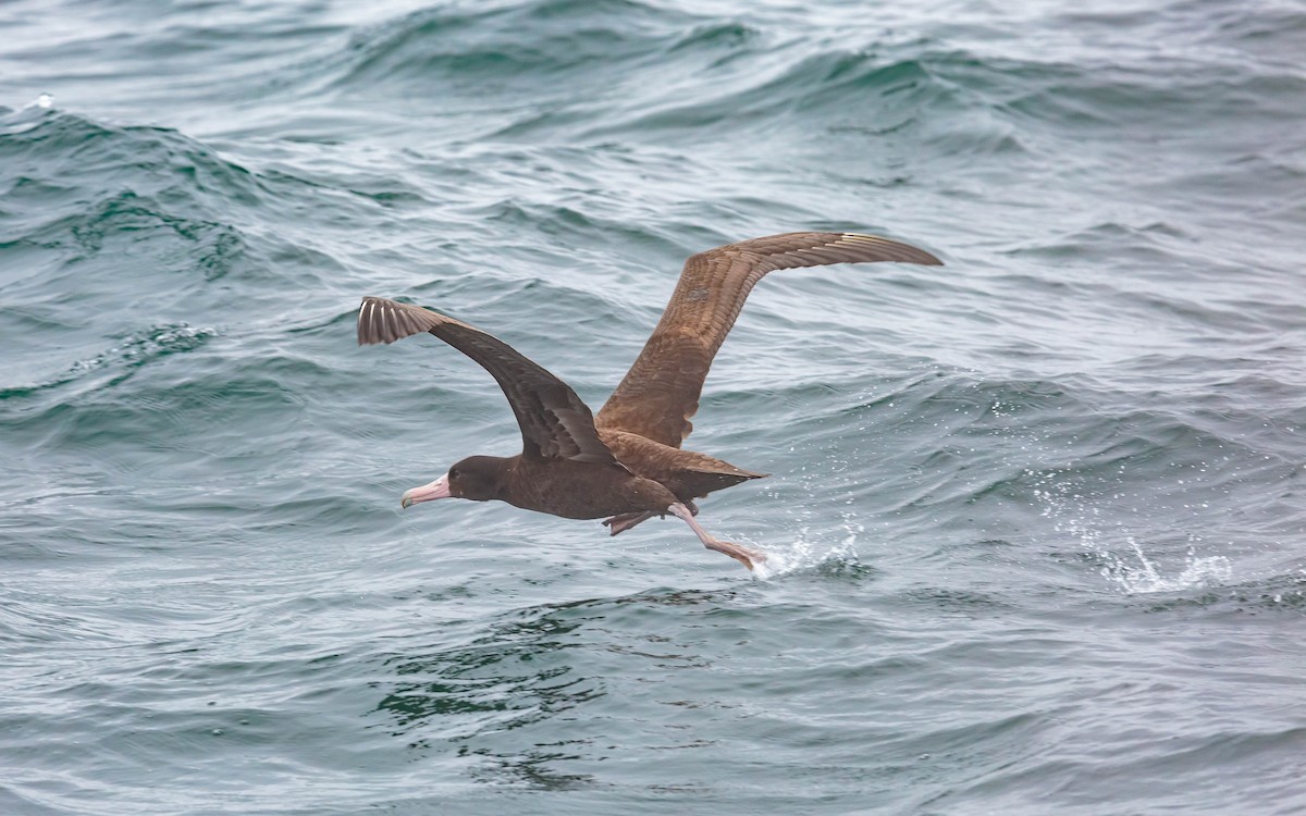 Short-tailed Albatross - ML354309891