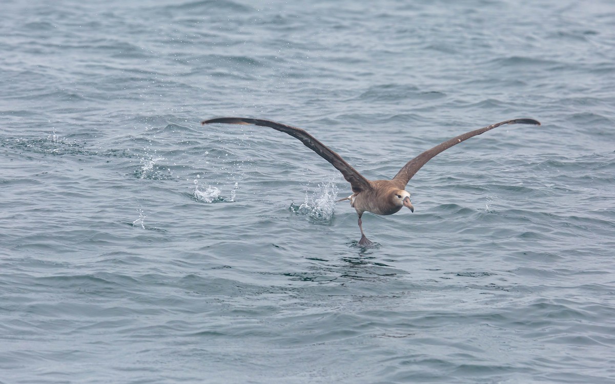 Black-footed Albatross - ML354309941