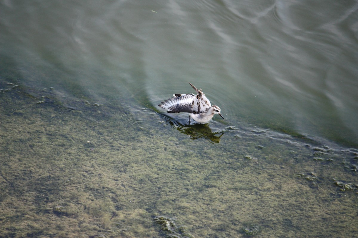 Red Phalarope - Jerald Zimmerman