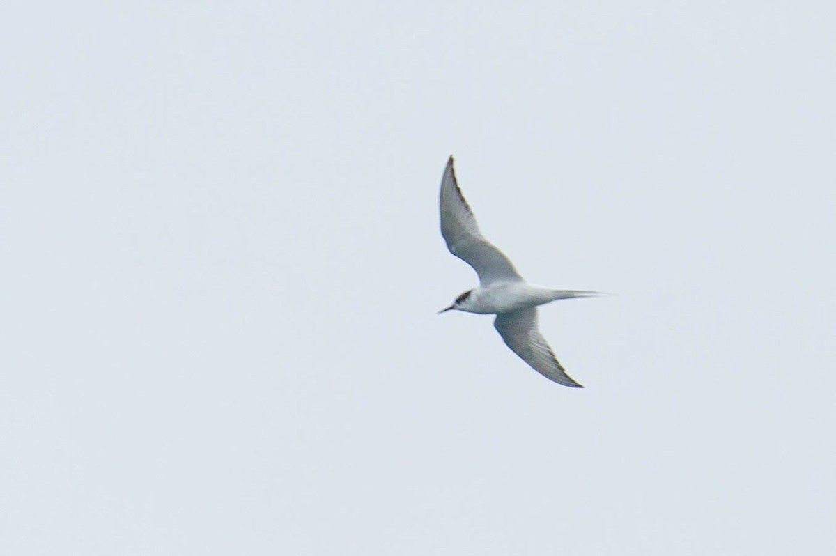Arctic Tern - ML354310761