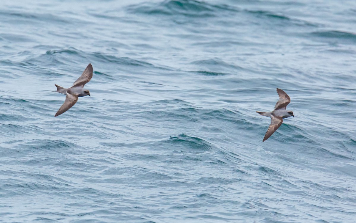 Fork-tailed Storm-Petrel - ML354310841