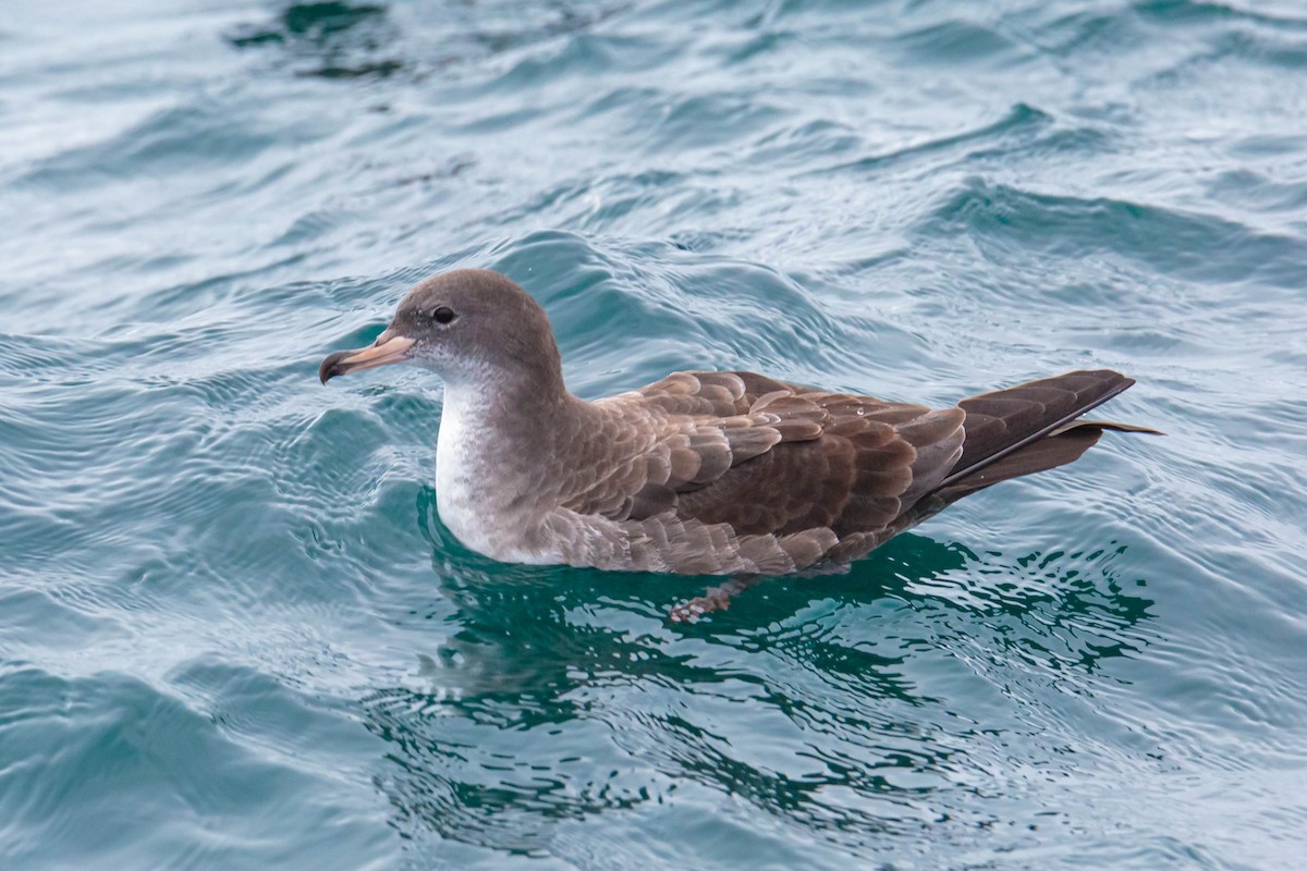 Pink-footed Shearwater - ML354310921