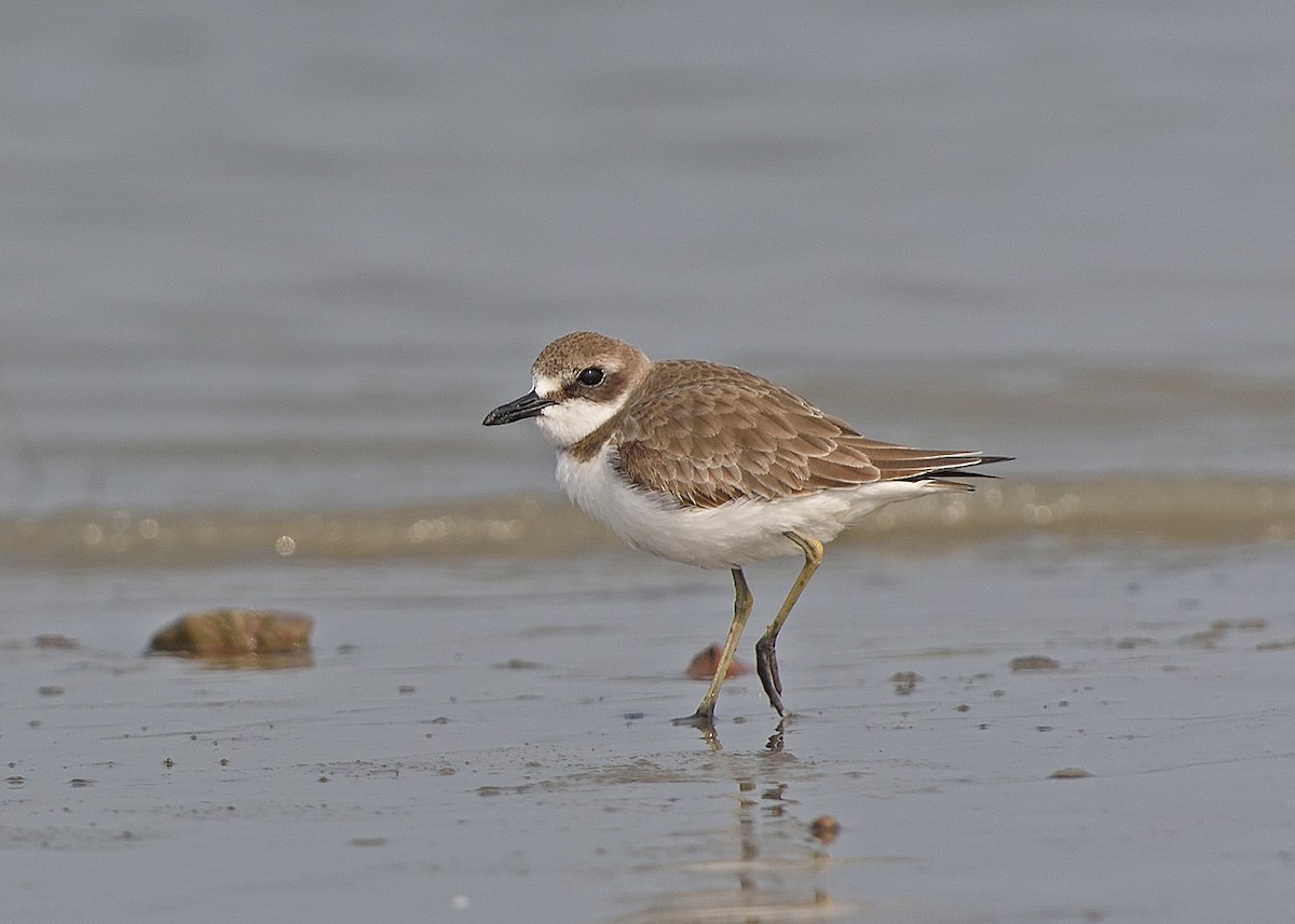 Greater Sand-Plover - ML354310931