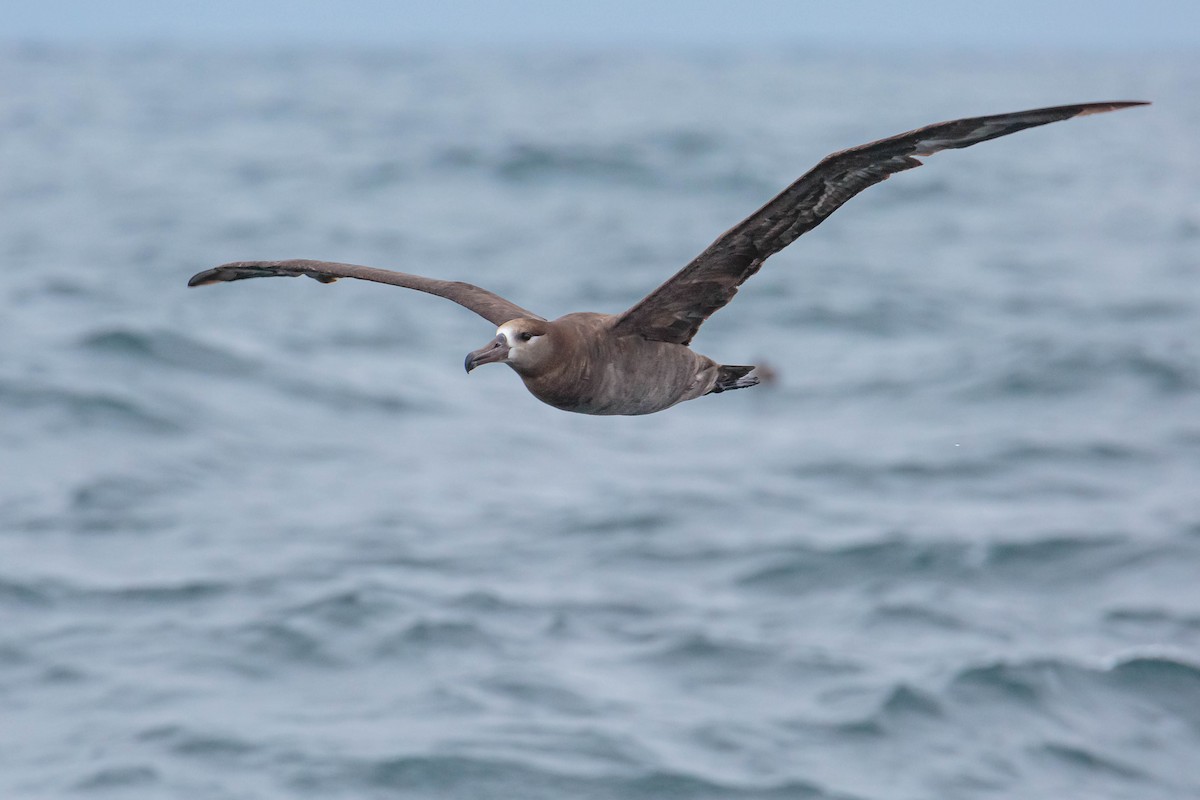 Albatros à pieds noirs - ML354310971