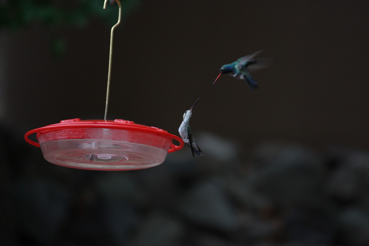 Colibrí Piquiancho Común - ML354312571