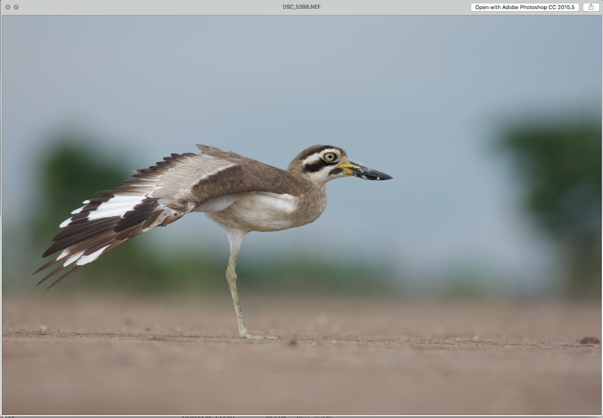 Great Thick-knee - ML354312621