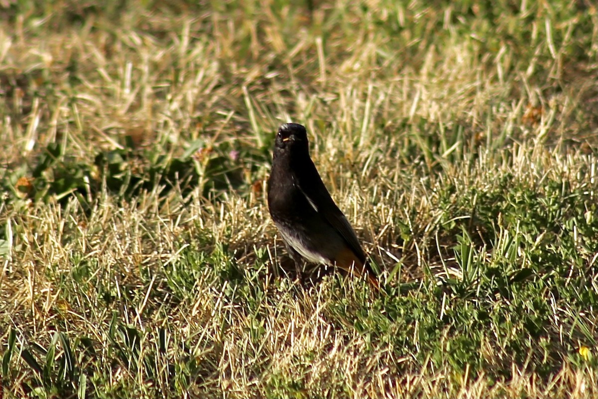 Black Redstart - ML354312761