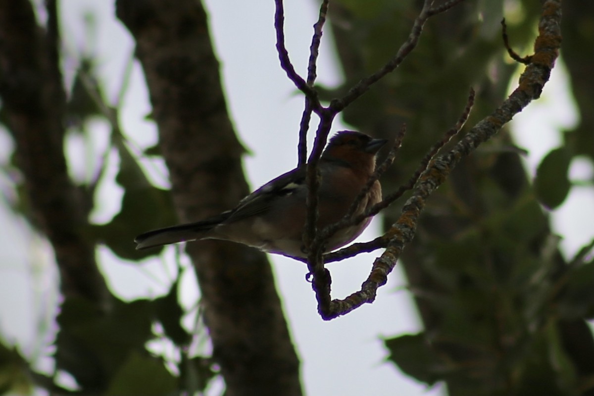 Common Chaffinch - ML354312801