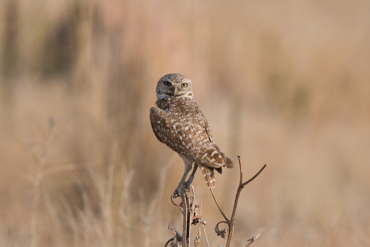 Burrowing Owl - ML354313031