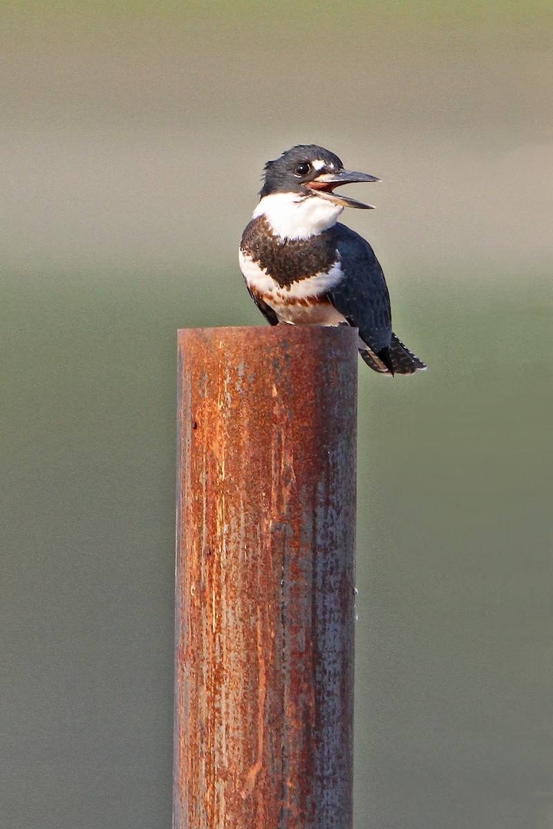 Belted Kingfisher - ML354313191