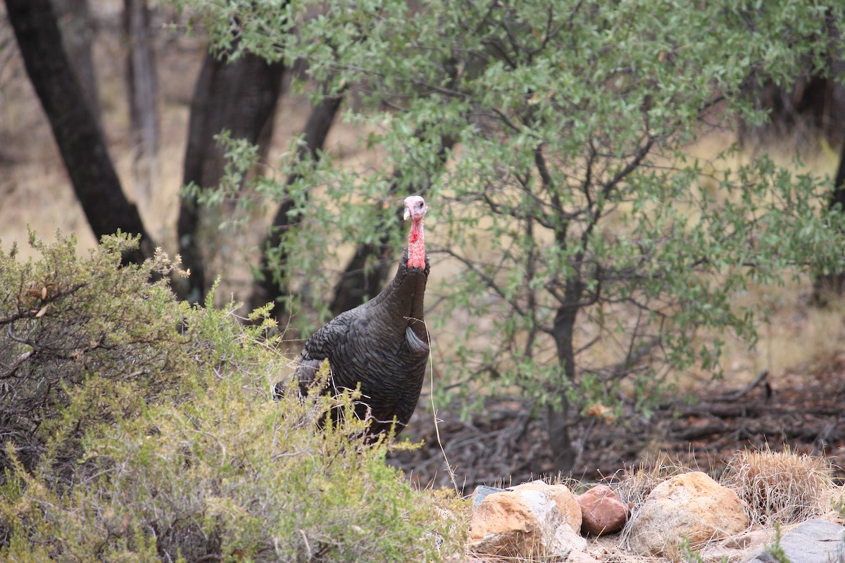 Wild Turkey - ML354313351