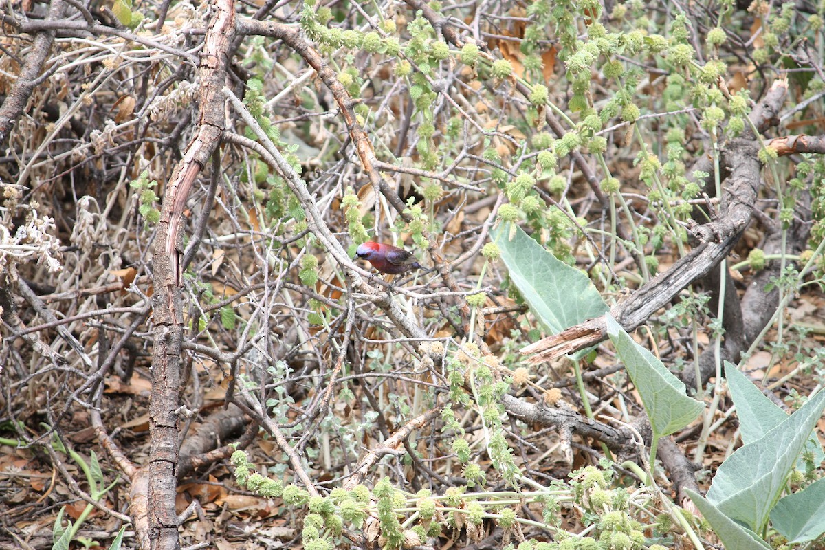 Varied Bunting - ML354313531