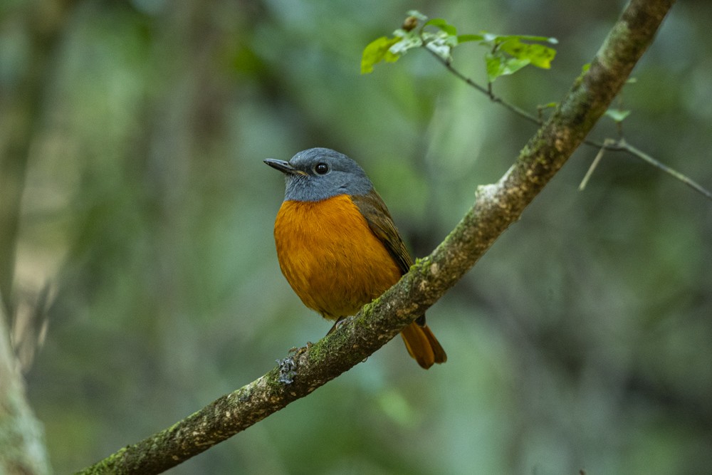 Amber Mountain Rock-Thrush - ML354313931