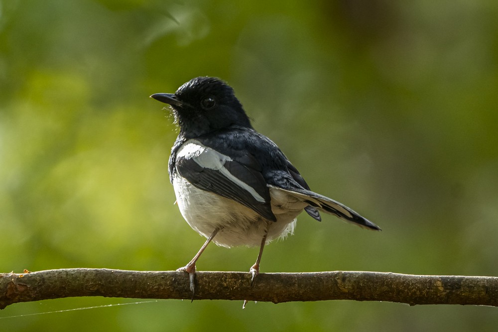 Madagascar Magpie-Robin - ML354314341