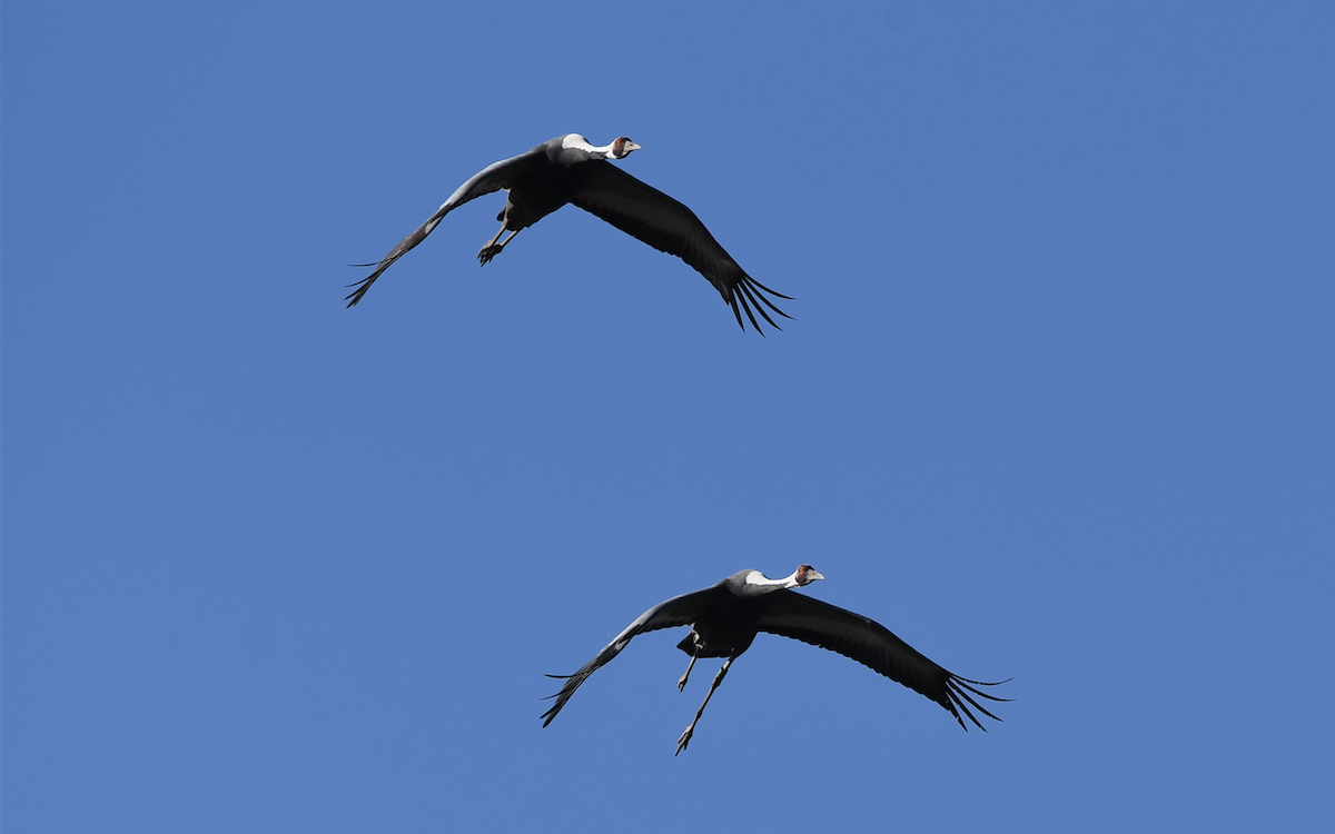 White-naped Crane - ML354314451