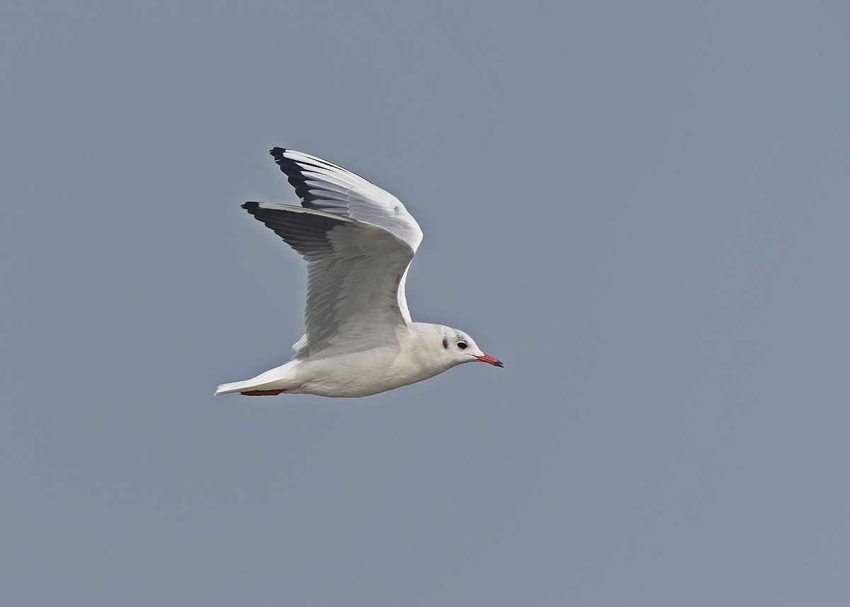 Black-headed Gull - ML354314681