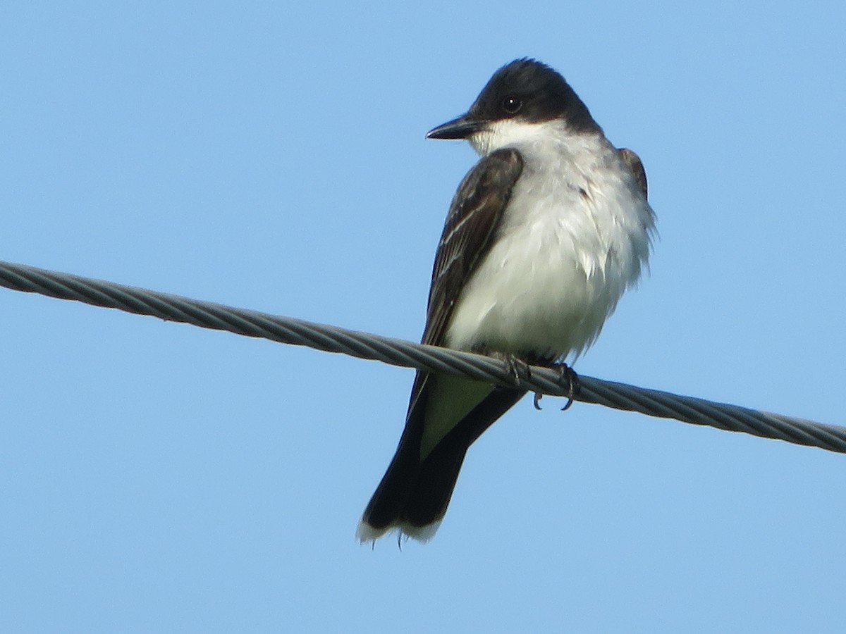 Eastern Kingbird - ML354315071