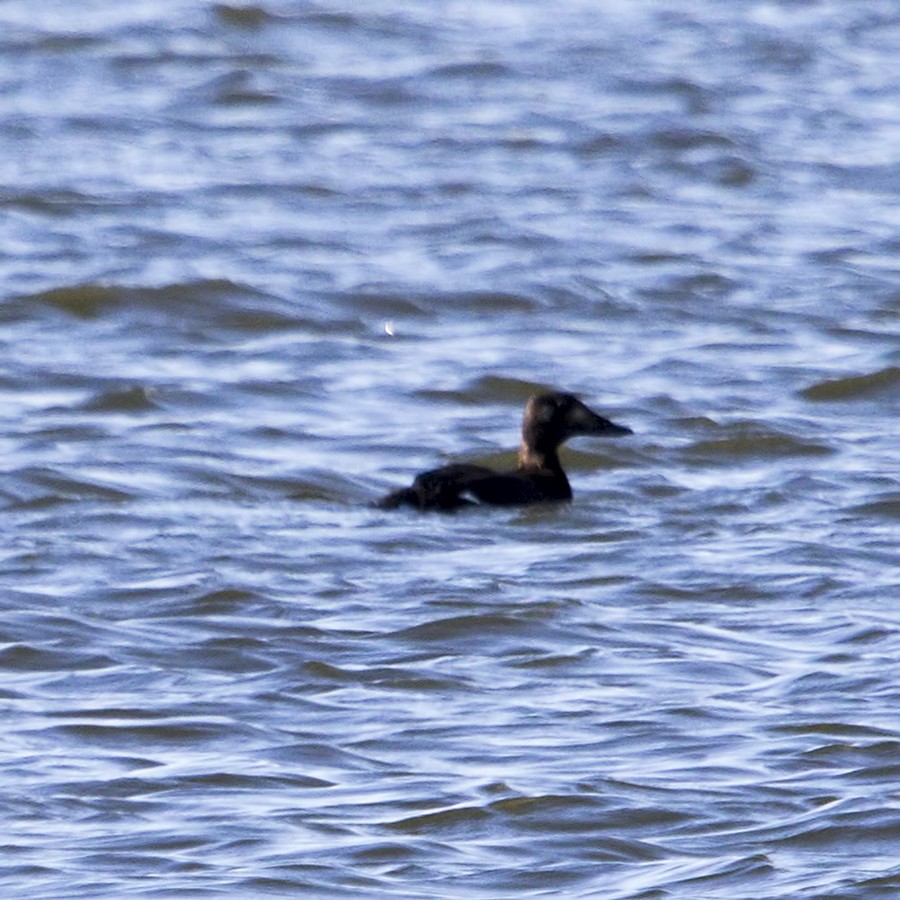 White-winged Scoter - ML35431741