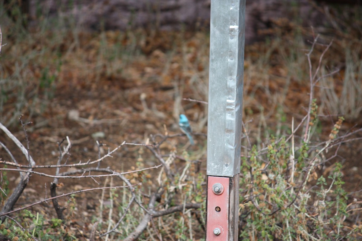 Lazuli Bunting - ML354317601