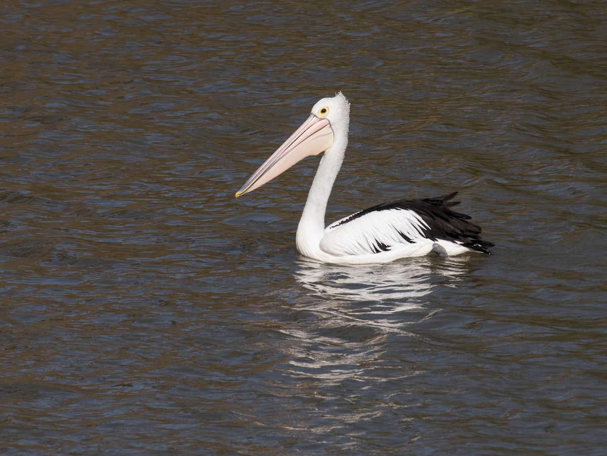 pelikán australský - ML354317851
