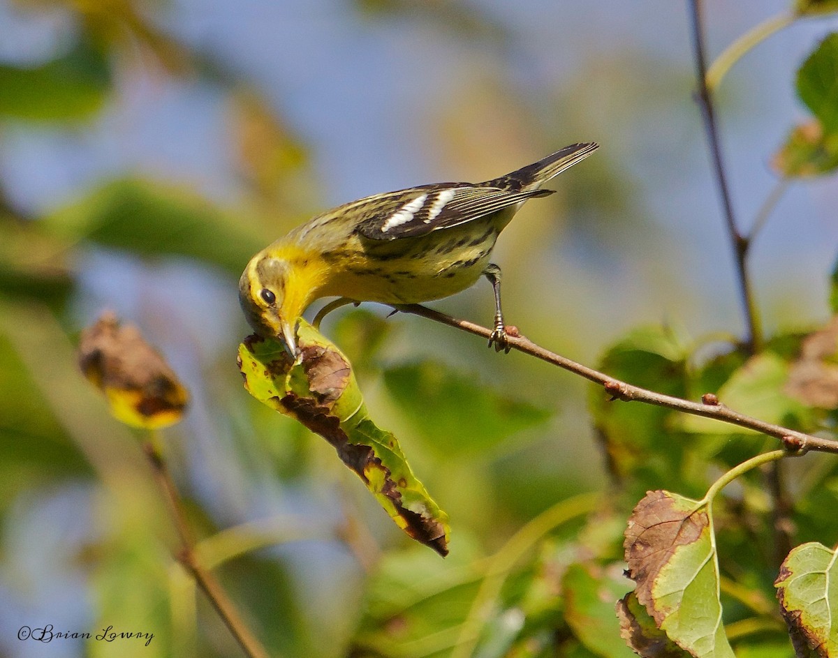 Blackburnian Warbler - Brian Lowry