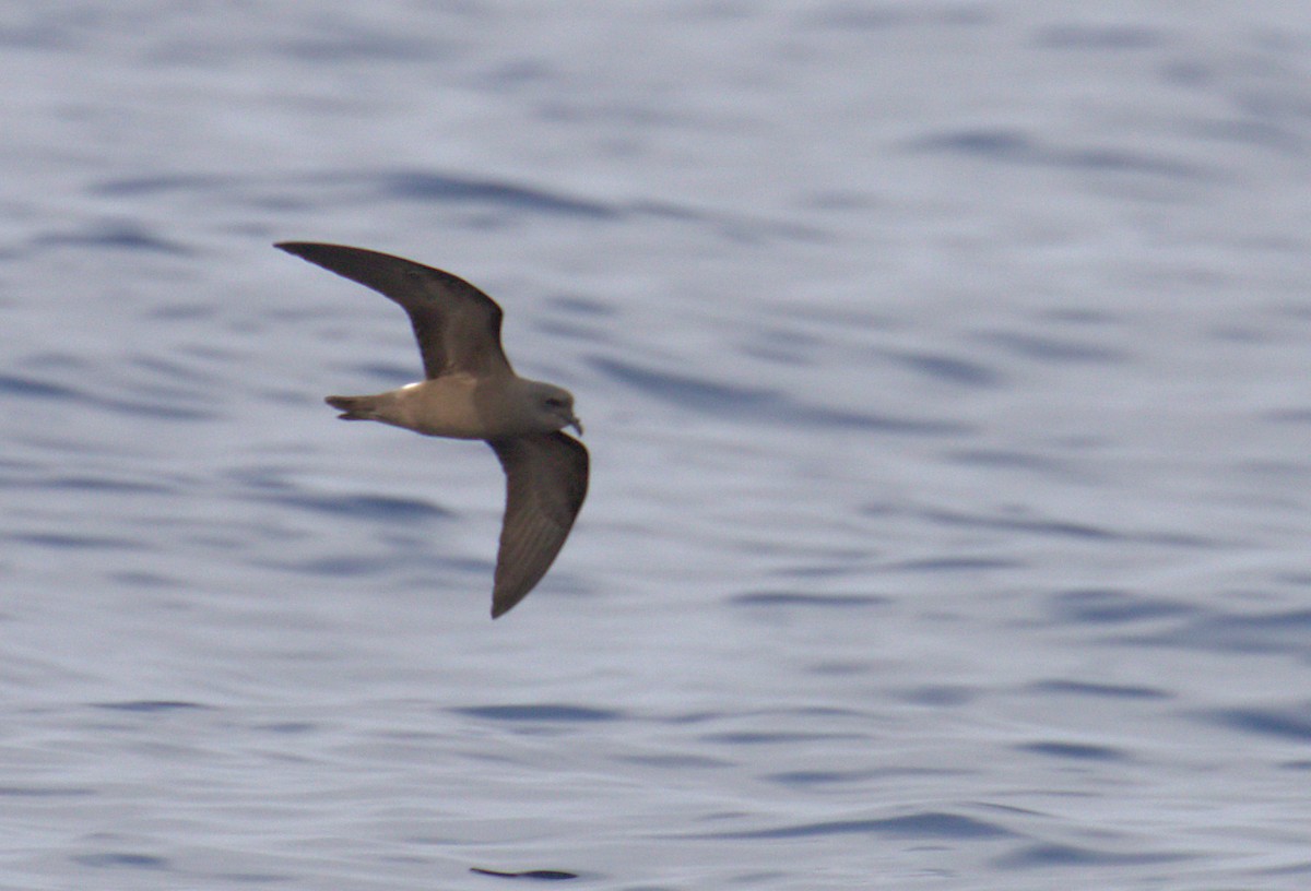 Leach's Storm-Petrel (Chapman's) - Curtis Marantz