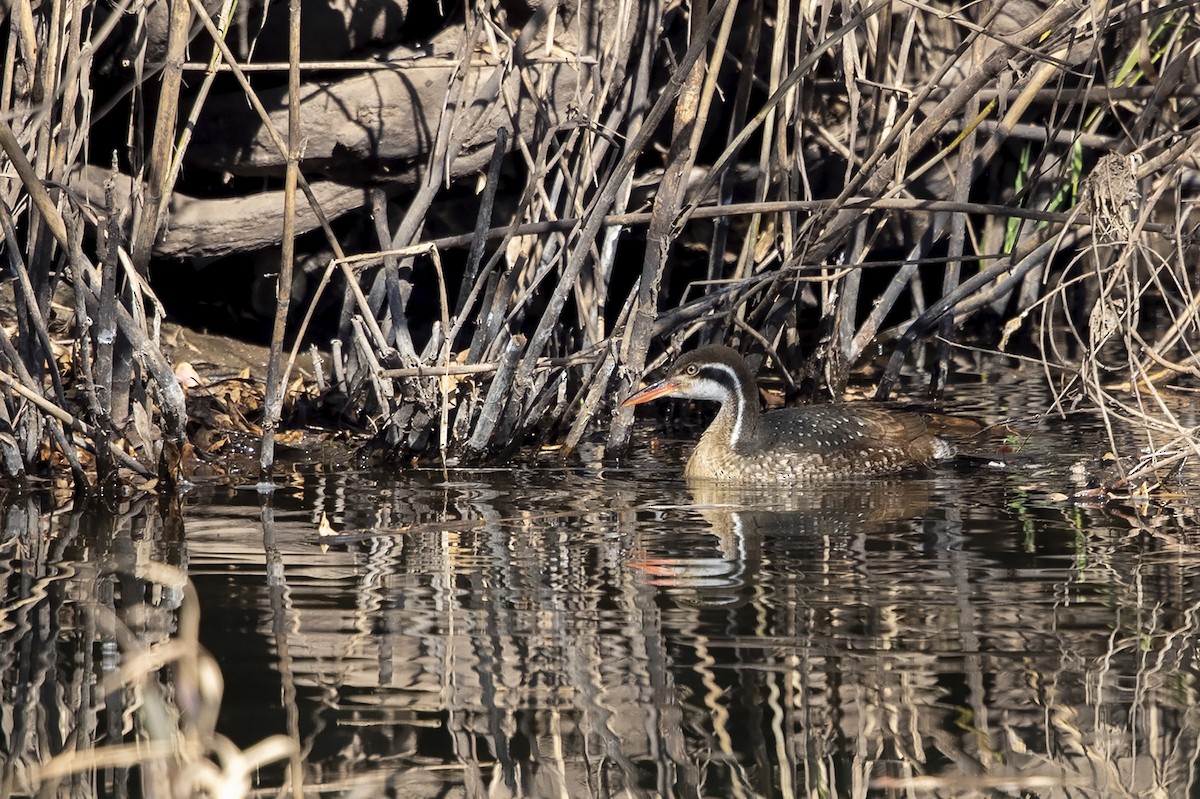 African Finfoot - ML354322841