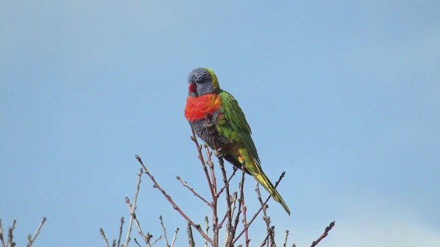 Rainbow Lorikeet - ML354323131