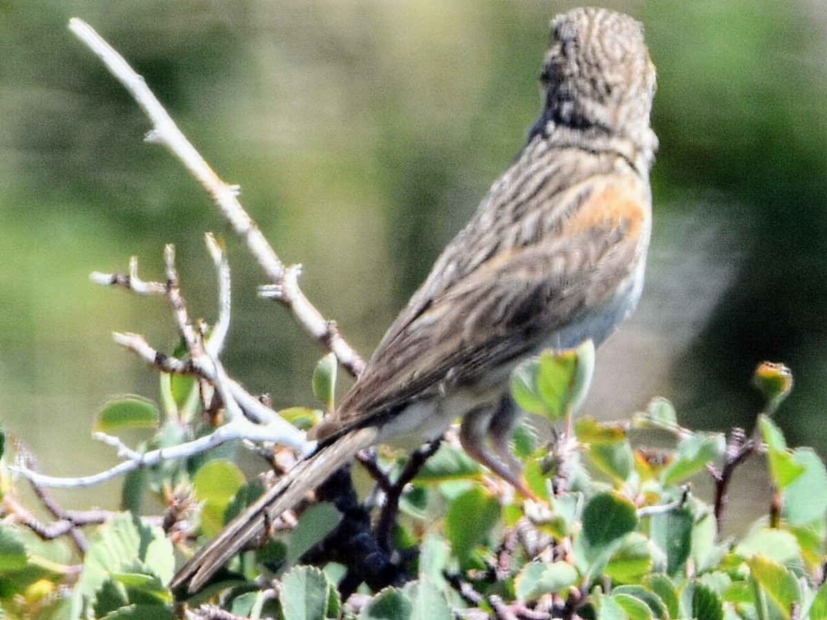 Vesper Sparrow - ML354323461